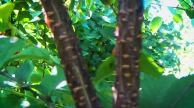 Ağaç üzerinde birçok kiraz