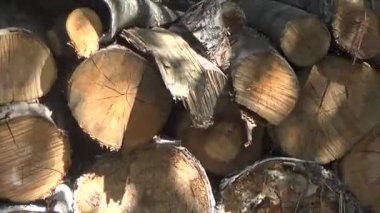 bir woodpile içinde yığılmış yakacak odun