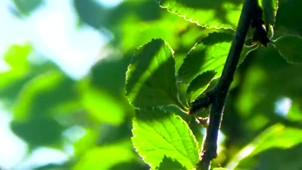 Las Cerezas Grandes Cuelgan Una Rama — Vídeos de Stock