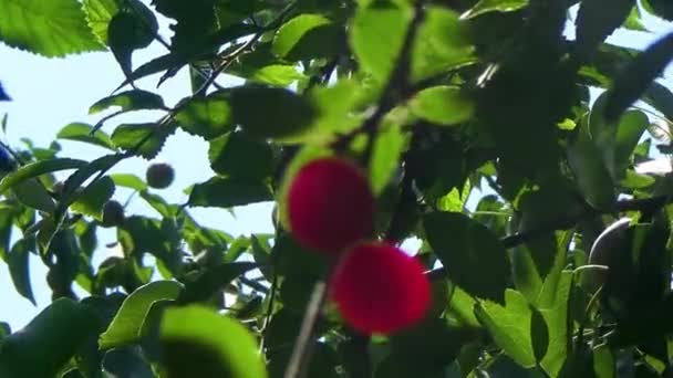 Cherry na tle liści — Wideo stockowe