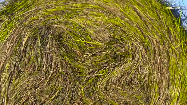 田里的干草堆 — 图库视频影像