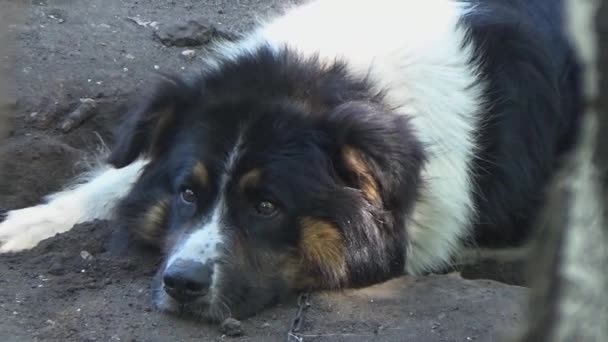 Le chien rate le circuit 