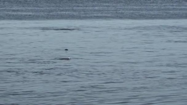 Білі кити і тюлені пірнають — стокове відео