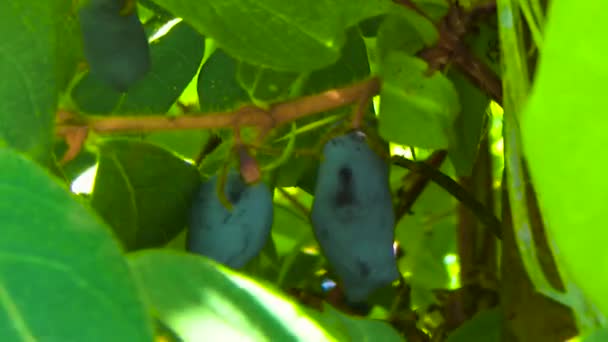 Honeysuckle berries on a branch — Stock Video