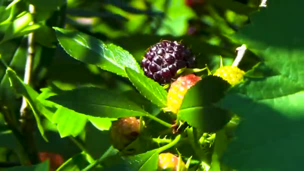 BlackBerry and cherry on a branch — Stock Video