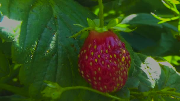 Červené jahody na větvi — Stock video