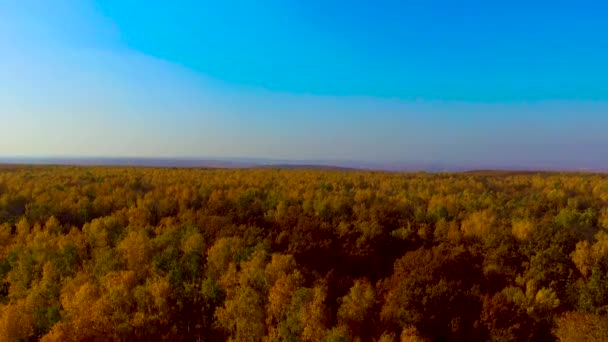 Arbres jaunes à l'horizon — Video