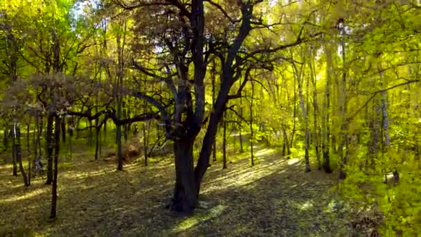 Дуб посреди осеннего леса — стоковое видео