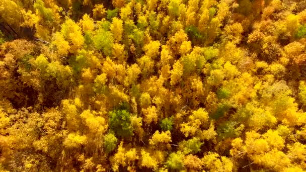 Жовте листя до горизонту — стокове відео
