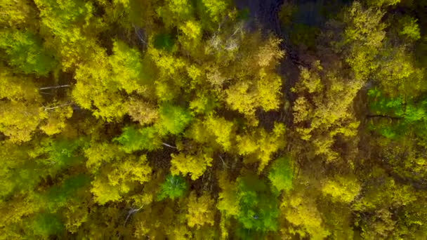 Zyklus der gelben Bäume — Stockvideo