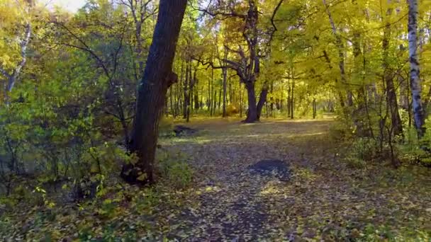 Camino en el bosque de otoño — Vídeo de stock