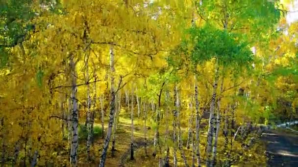 Levántate sobre el bosque amarillo — Vídeos de Stock