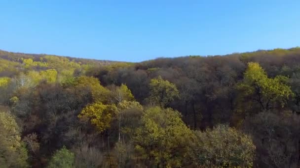 Gelb-grüner Herbstwald — Stockvideo