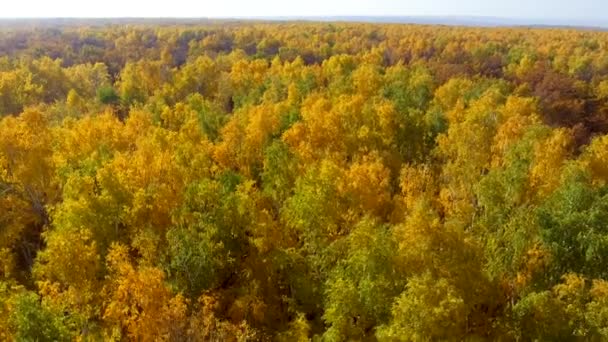 Sárga-zöld őszi birches — Stock videók