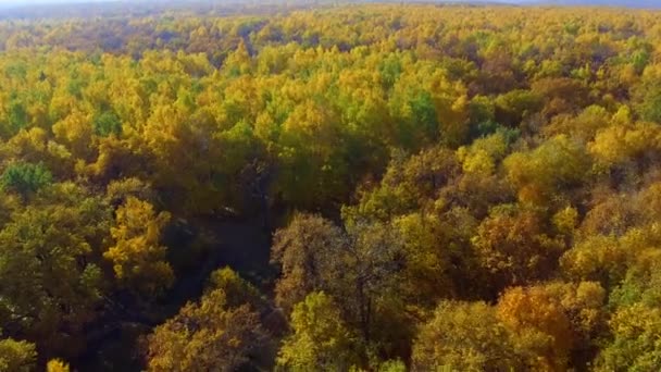 Vliegen over de gele herfst bomen — Stockvideo
