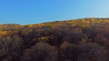 Sarı ve yeşil yaprakları ağaçların üzerine