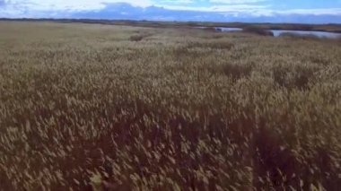 Reed shore üzerinden uçan