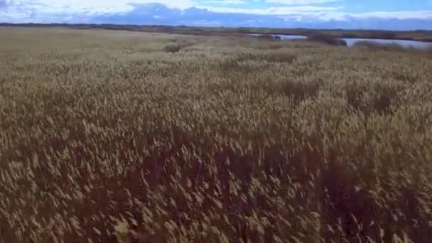 Volando sobre la orilla de la caña — Vídeos de Stock