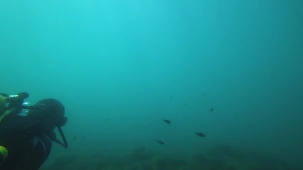 海で泳ぐダイバーと魚 — ストック動画