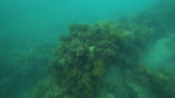 Peixes nadam no mar — Vídeo de Stock