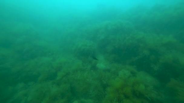 Scuba duiker met videocamera — Stockvideo