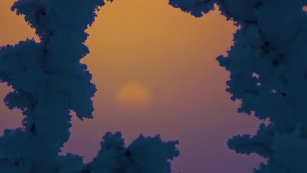 Солнце за снежными кустами — стоковое видео