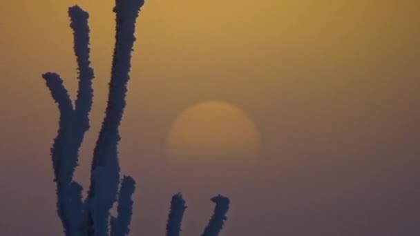 Солнце над снежными ветками — стоковое видео