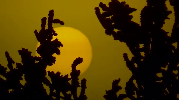 Black bushes on the background of the sun — Stock Video