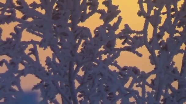 Yukarı kış çalılar — Stok video