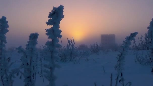 Längs Vintern Buskarna Solen — Stockvideo