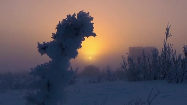 Cespuglio di neve sullo sfondo del sole — Video Stock