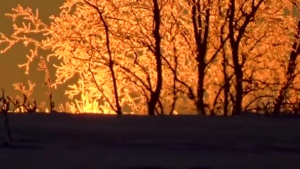 El sol ilumina los árboles de hielo — Vídeo de stock