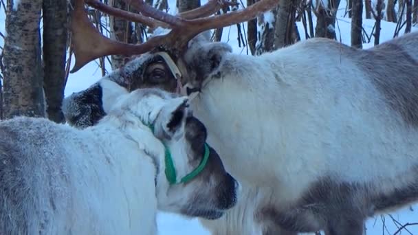 Deux cerfs en hiver 