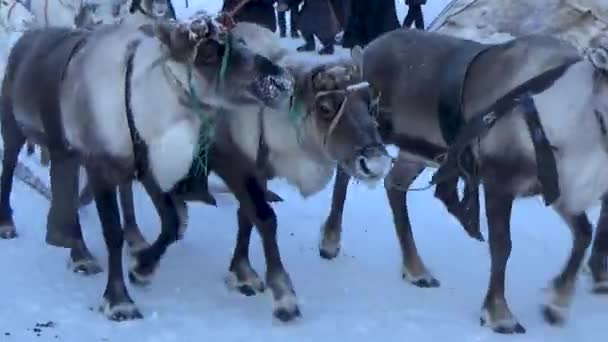 Cuatro renos en un equipo — Vídeos de Stock