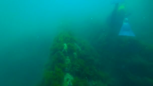 Algas no fundo do mar — Vídeo de Stock