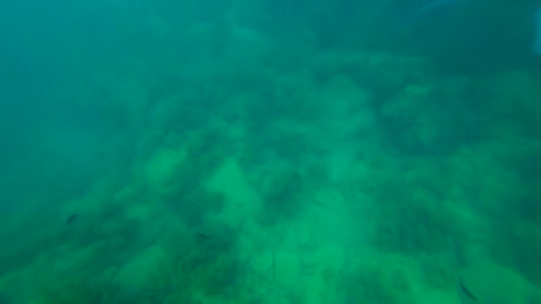 Los peces se esconden en las algas — Vídeos de Stock