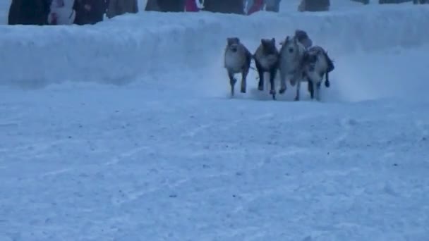 Un hombre cabalga sobre ciervos — Vídeos de Stock