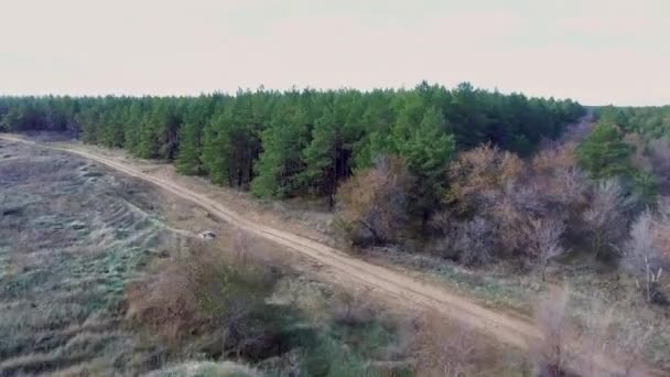 Volando sobre el bosque de pinos — Vídeos de Stock