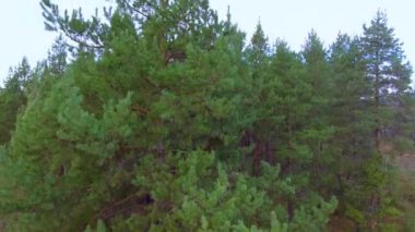 Çam ormanı'nın küçük ada