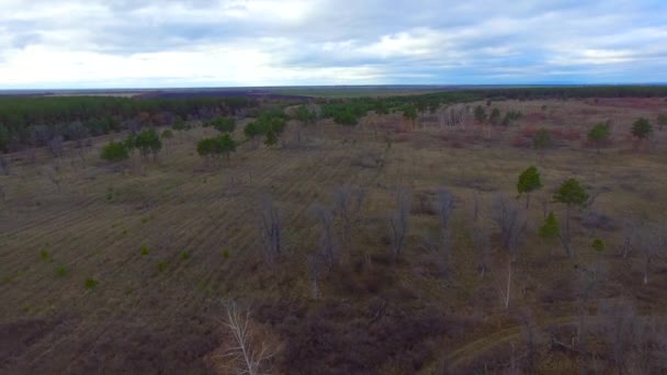 Um pinheiro raro no campo — Vídeo de Stock