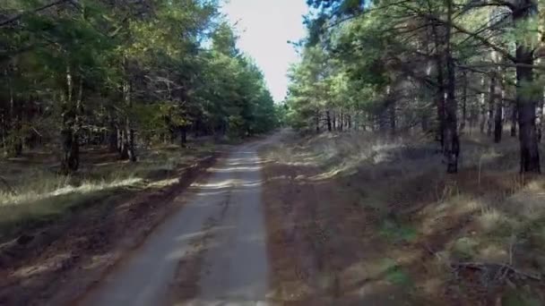 Sobrevolando el camino del bosque — Vídeo de stock