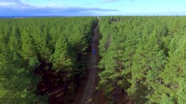 Bir orman yolda araba sürmek