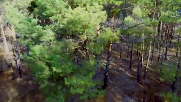 태양에 짙은 소나무 숲 — 비디오