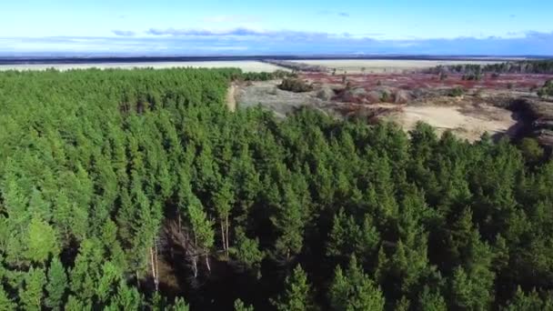 沿着森林衰退 — 图库视频影像