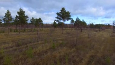 Uçan büyük çam geçmiş