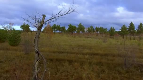 Політ над сухою гілкою — стокове відео