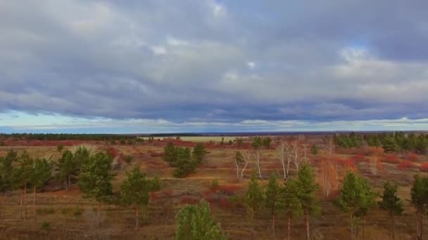 Volando sobre pinos raros — Vídeo de stock