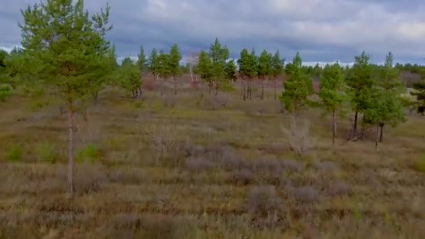 Vuelo sobre pequeños pinos — Vídeo de stock