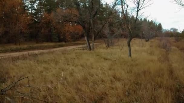 Сухе дерево біля лісової дороги — стокове відео