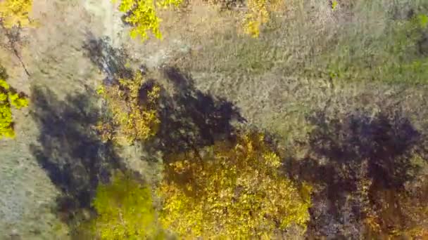 Bright yellow birches and green grass — Stock Video